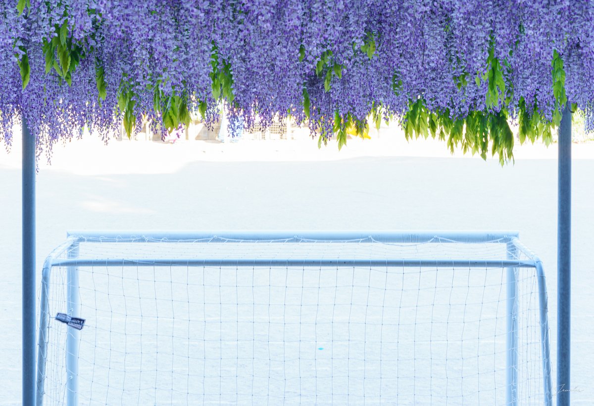 서울에도 등나무 스팟이 있다고?🍇